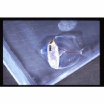 Zebrasoma flavescens (Bennett, 1828) or Z. scopas (Cuvier, 1829)