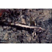 Gobiidae, indeterminate genus et species