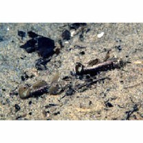 Gobiidae, indeterminate genus et species