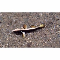 Gobiidae, indeterminate genus et species