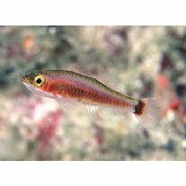 Trimma yoshinoi Suzuki, Yano et Senou, 2015