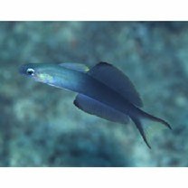 Ptereleotris evides (Jordan et Hubbs, 1925)