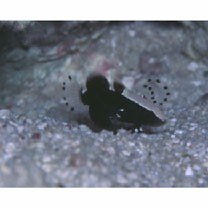 Lotilia klausewitzi Shibukawa, Suzuki et Senou, 2012