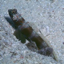 Amblyeleotris latifasciata Polunin et Lubbock, 1979
