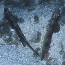 Amblyeleotris latifasciata Polunin et Lubbock, 1979