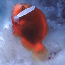 Amphiprion frenatus Brevoort, 1856