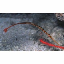 Doryrhamphus (Dunckerocampus) multiannulatus (Regan, 1903)