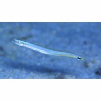 Gunnellichthys curiosus Dawson, 1968