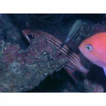 Sargocentron diadema (Lacepede, 1802)