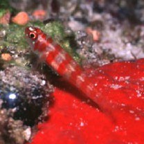 Trimma cana Winterbottom, 2004