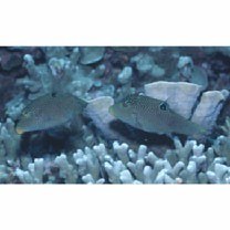 Canthigaster solandri (Richardson, 1845)