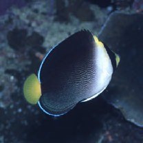 Chaetodontoplus mesoleucus (Bloch, 1787)