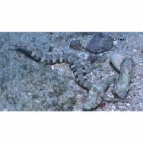 Corythoichthys haematopterus (Bleeker, 1851)