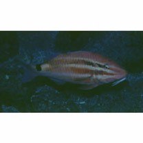 Parupeneus spilurus (Bleeker, 1854)