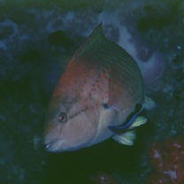 Pseudolabrus eoethinus (Richardson, 1846)