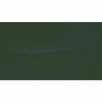 Cheilio inermis (Forsskal, 1775)