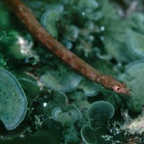 Halicampus boothae (Whitley, 1964)