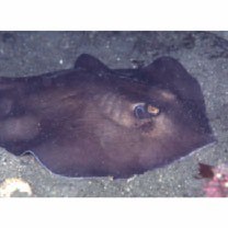 Urolophus aurantiacus Muller et Henle, 1841