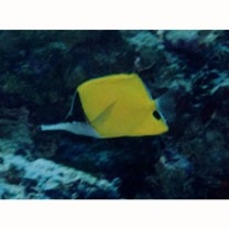 Forcipiger flavissimus Jordan et McGregor, 1898