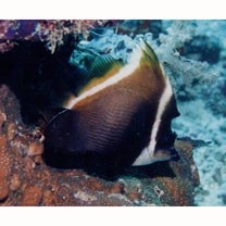 Heniochus varius (Cuvier, 1829)