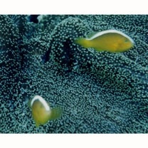 Amphiprion sandaracinos Allen, 1972