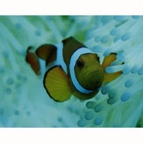 Amphiprion ocellaris Cuvier, 1830