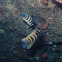 Pomacanthus sexstriatus (Cuvier, 1831)