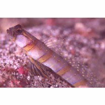 Amblyeleotris morishitai Senou et Aonuma, 2007