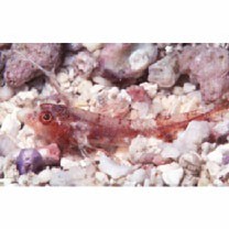 Enneapterygius velatus Tashiro, Senou et Motomura, 2018