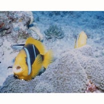 Amphiprion chrysopterus Cuvier, 1830