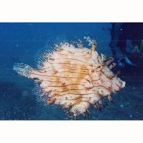 Chaetodermis penicilligera (Cuvier, 1816)