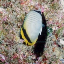 Chaetodon vagabundus Linnaeus, 1758