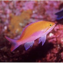 Pseudanthias bicolor (Randall, 1979)