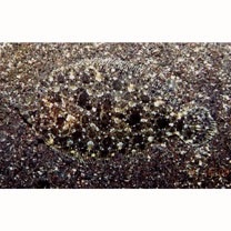 Crossorhombus kobensis (Jordan et Starks, 1906)