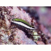 Gomphosus varius Lacepede, 1801