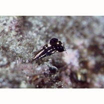 Halichoeres marginatus Ruppell, 1835