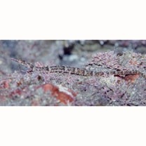 Corythoichthys haematopterus (Bleeker, 1851)