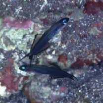 Ptereleotris evides (Jordan et Hubbs, 1925)