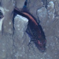 Paracirrhites forsteri (Schneider, 1801)