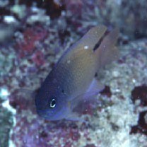 Chrysiptera rex (Snyder, 1909)