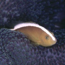 Amphiprion sandaracinos Allen, 1972