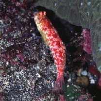 Neosynchiropus moyeri (Zaiser et Fricke, 1985)