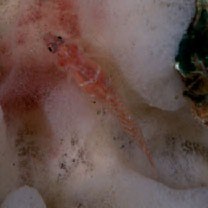 アワセイソハゼ属未同定種