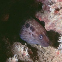 Gymnothorax margaritophorus Bleeker, 1865