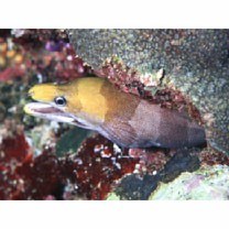 Gymnothorax rueppelliae (McClelland, 1844)