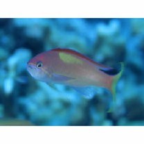 Pseudanthias dispar (Herre, 1955)