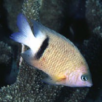 Plectroglyphidodon dickii (Lienard, 1839)