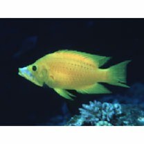 Epibulus insidiator (Pallas, 1770)