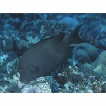 Ctenochaetus striatus (Quoy et Gaimard, 1825)