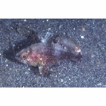 Foa brachygramma (Jenkins, 1903)